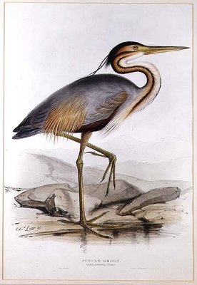 Purple Heron (colour engraving) by Edward Lear - print