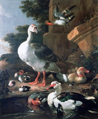 Waterfowl in a classical landscape, 17th century by Melchior de Hondecoeter - print