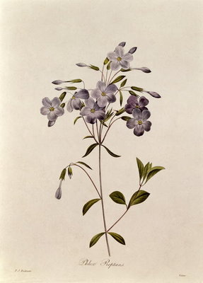 Phlox reptans by Pierre Joseph Redoute - print