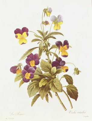 Viola Tricolour (colour engraving) by Pierre Joseph Redoute - print