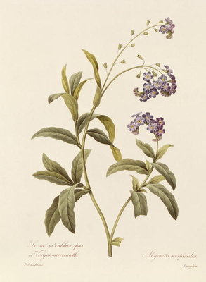 Forget-me-not (colour engraving) by Pierre Joseph Redoute - print