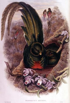 Pharomachrus Mocinno, engraved by T. Walter (colour litho) by John Gould - print
