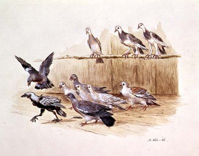 The Jackdaw and the Doves (drawing) by Randolph Caldecott - print