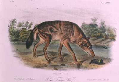 Red Wolf from 'Quadrupeds of North America', 1842-45 (hand coloured lithograph) by John James Audubon - print