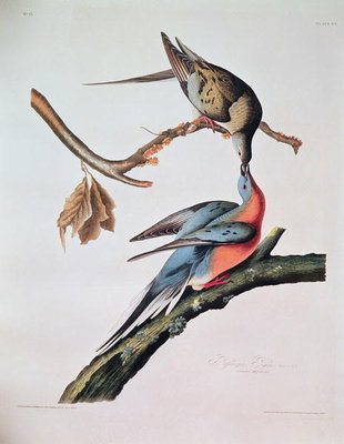 Passenger Pigeon, from 'Birds of America' by John James Audubon - print