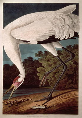 Whooping Crane, from 'Birds of America' by John James Audubon - print