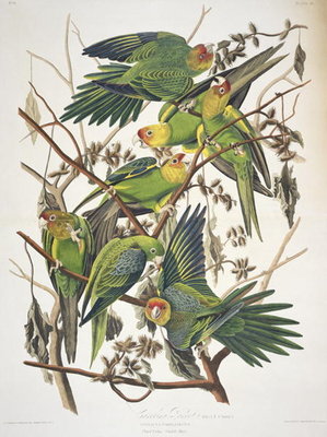 Carolina Parakeet, from 'Birds of America', 1829 (coloured engraving) by John James Audubon - print