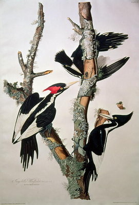 Ivory-billed Woodpecker, from 'Birds of America', 1829 (coloured engraving) (see 195912 for detail) by John James Audubon - print