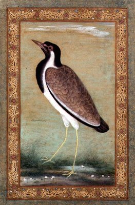 Indian lapwing, c.1800 by Mansur - print