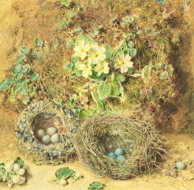 Primroses and Birds' Nests (w/c on paper) by William Henry Hunt - print