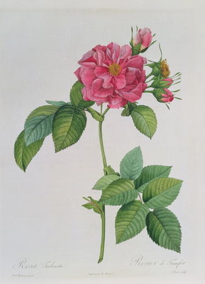 Rosa Turbinata, from ,Les Roses', Vol 1, 1817 (coloured engraving) by Pierre Joseph Redoute - print