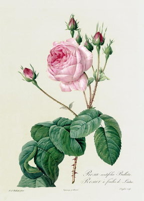 Rosa Centifolia Bullata, from 'Les Roses', 19th century (coloured engraving by Pierre Joseph Redoute - print
