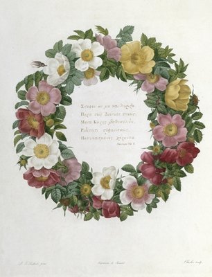 Christmas Roses by Pierre Joseph Redoute - print