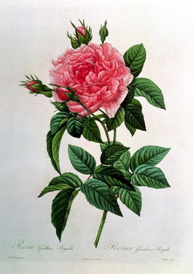 Rosa Gallica Regallis, from 'Les Roses', 19th century (coloured engraving) by Pierre Joseph Redoute - print