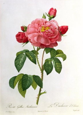 Rosa Gallica Aurelianensis, engraved by Eustache Hyacinthe Langlois (1777-1837) (coloured engraving) by Pierre Joseph Redoute - print