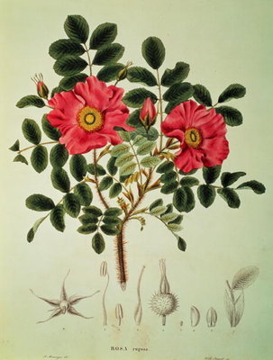 Rosa rugosa, from 'Flora Japonica', Vol 1, by von Siebold and Zuccarini, 1835 by M. Hart - print