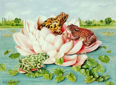 Water Lily, 1998 (acrylic on paper) by E.B. Watts - print