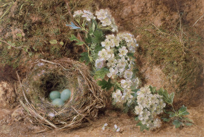 Fine Art Print of May Blossom and a Hedge Sparrow's Nest, 1845 by William Henry Hunt