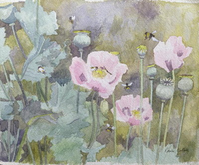 Pink poppies with bees (w/c) by Rosalie Bullock - print
