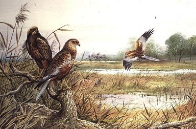 Marsh Harriers (w/c) by Carl Donner - print