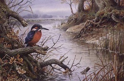 Kingfisher (w/c) by Carl Donner - print