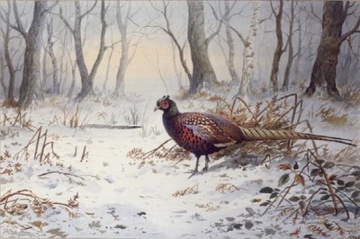 Pheasants in Snow (w/c) by Carl Donner - print