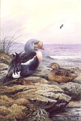King Eider (w/c) by Carl Donner - print
