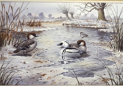 Smew (w/c) by Carl Donner - print