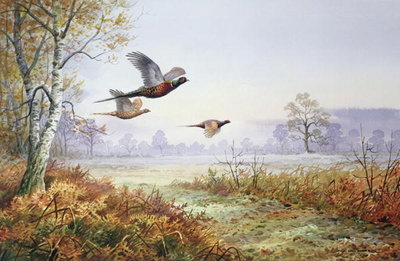 Pheasants in Flight (w/c) by Carl Donner - print