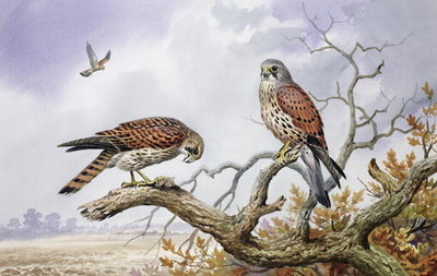 Pair of Kestrels (w/c) by Carl Donner - print