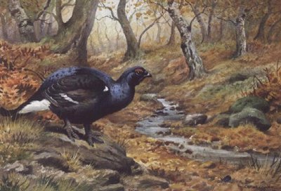 Black Cock Grouse by a stream (w/c) by Carl Donner - print