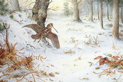 Snipe in Wooded Landscape by Carl Donner - print