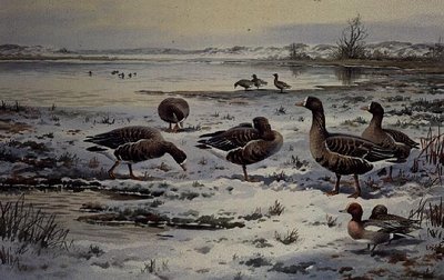 White Fronted Geese (w/c) by Carl Donner - print