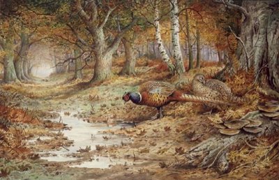 Cock Pheasant and Sulphur Tuft Fungi, (w/c) by Carl Donner - print
