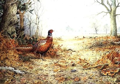 Cock Pheasant (w/c) by Carl Donner - print