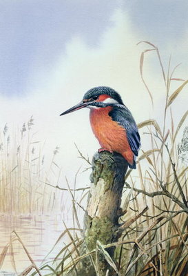 Kingfisher by Carl Donner - print