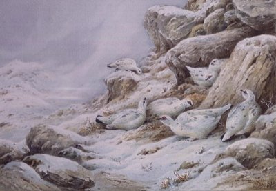 Ptarmigan in snow covered landscape by Carl Donner - print