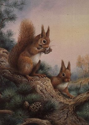Pair of Red Squirrels on a Scottish Pine by Carl Donner - print