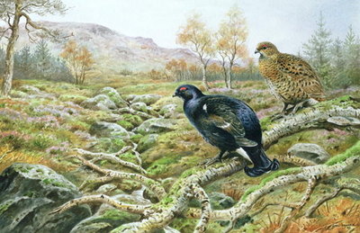 Black Grouse on a Moor by Carl Donner - print