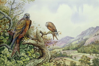 Pair of Red Kites in an Oak Tree, (w/c) by Carl Donner - print