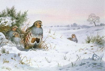 Grey Partridge (w/c) by Carl Donner - print