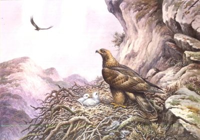 Golden Eagles at their Eyrie (w/c) by Carl Donner - print
