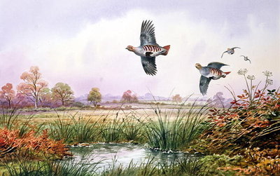 Partridge in Flight by Carl Donner - print