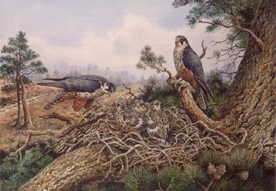 Hobbys at their Nest by Carl Donner - print