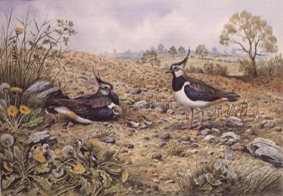 Lapwing Family with Goldfinches by Carl Donner - print