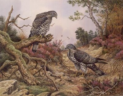 Honey Buzzards by Carl Donner - print