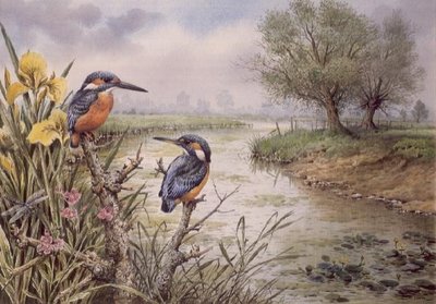 Kingfishers on the Riverbank by Carl Donner - print
