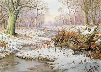 Woodcock by Carl Donner - print