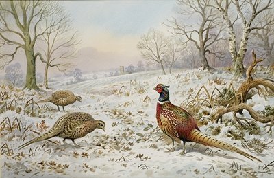 Pheasant and Partridges in a Snowy Landscape by Carl Donner - print