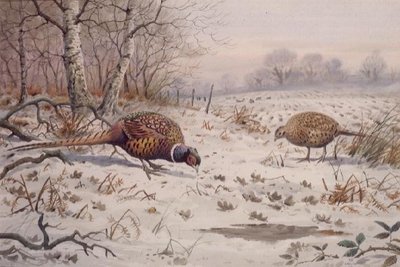 Pheasant and Partridge Eating (w/c on paper) by Carl Donner - print